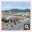 たぶせ桜まつり〈田布施町〉